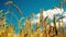 Field of golden ripe wheat ready to be harvested . Summer. Sunny day.