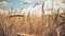 Field of golden ripe wheat ready to be harvested . Summer. Sunny day. Panorama.