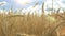 Field of golden ripe wheat ready to be harvested . Summer. Sunny day. Panorama. Flare light.