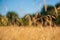 Field with golden spikelets under the blue sky