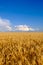 Field of golden wheat at blue sky background with white clouds, copy space