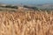 A field of golden Wheat and poppies