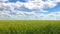 Field of Golden wheat under the blue sky and clouds