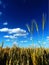 A field of golden yellow wheat