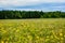 Field of Goldenrod Flowers in Wisconsin