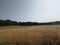 Field of grain barley