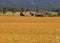 Field of Grain and Barn