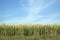 Field of grain with blue sky
