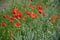 A field with grain and  flowers of poppy