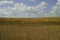 Field of grain before the harvest