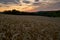 A field of grain, sunset, Germany
