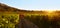 Field of grape vines under clear blue sky