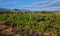 Field of Grapes in Karoo