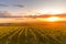 Field of grapevine vines view of grape lines from the side of an area of South Moravia before harvest at autumn sunset captured