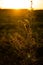 Field grass against the evening sky at sunset. Golden back light. Selective focus. Nature background. Copy space