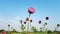 Field grass, beautiful thistle wildflowers