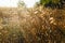 field of grass burnt by the August sun in Italy