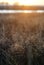 Field grass with dew drops illuminated by the setting sun.