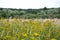 Field grass and flowers on a blurred natural background. Weeds in the field in autumn