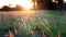 A Field Of Grass Glowing In The Light Of Sunset