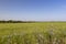 field with grass for harvesting fodder for cows