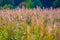 Field grass, late summer season