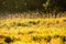 Field grass overgrown flowers summer sun light