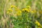 Field grass overgrown flowers summer sun light