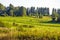 Field grass overgrown flowers summer sun light