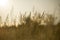 Field of grass during sunset