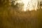 Field of grass during sunset