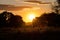 Field with grass and trees in the back light during sunset, spanish countryside.