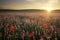 Field with grass, violet flowers and red poppies. Sunset