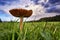 Field of grass whit Mushroom and blue sky with clouds, closup