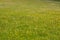 Field of grass and wildflowers