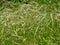 Field of grasses moved by the wind