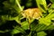 Field grasshopper on a leaf