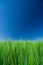 field of green barley/blue sky
