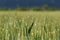 Field with green barley cereal grain plants