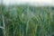 Field of green barley cereals. Green malting barley in the field