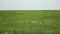 Field of green buckwheat