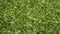 Field of green buckwheat close up