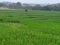 Field Green Bushes Jungle Forest in Countryside Rural Area Village Trees Landscape Panoramic Scenery Background Harvest Season