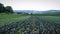 Field of green cabbage. Freshly growing cabbage field. Cabbage growing in farmer field. Organic vegetables growing in green field