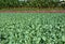 Field of Green Cauliflower Plants