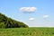 Field with green corn plant rows on the hills near line of trees