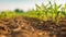 Field of green cornstalks, with some plants standing alone and others growing together in rows. There are several small