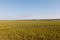 Field of green dune grass