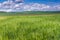 The field of green ears of barley at springtime.