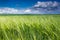 The field of green ears of barley at springtime.